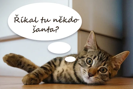 Koťátko leží na podlaze s myšlenkou o šance kočičí.