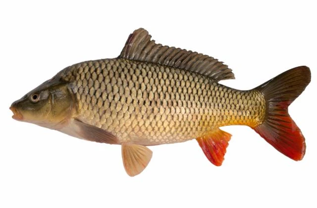 Celý kapr na bílém pozadí pro článek o nutričních hodnotách a přípravě.