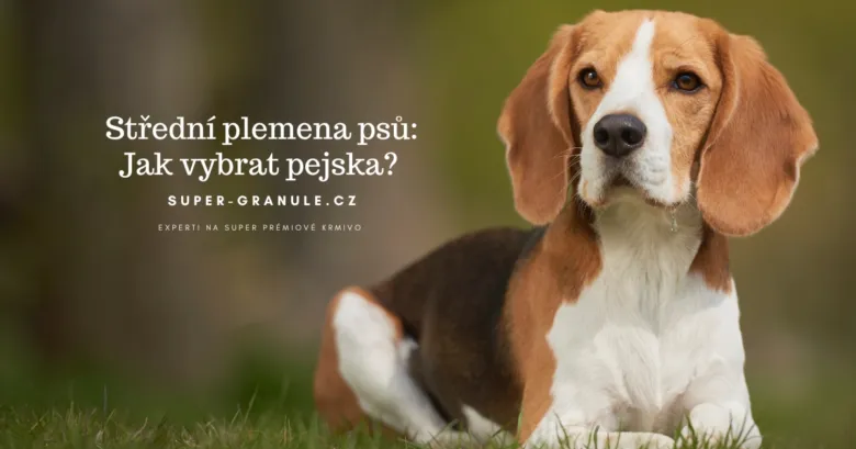 Beagle leží na trávě venku a hledí do kamery.