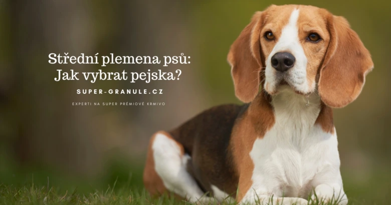 Beagle dog on grass
