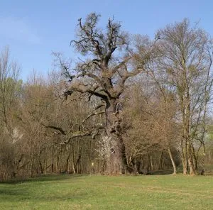 Velký starý dub na trávníku mezi mladými stromy.