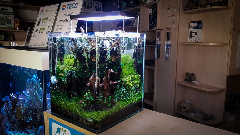 Akvarium s rostlinami a dřevem na pultu v obchodě.