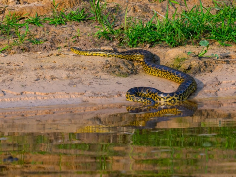 Velký žlutý had (anaconda) na břehu vody s trávou.