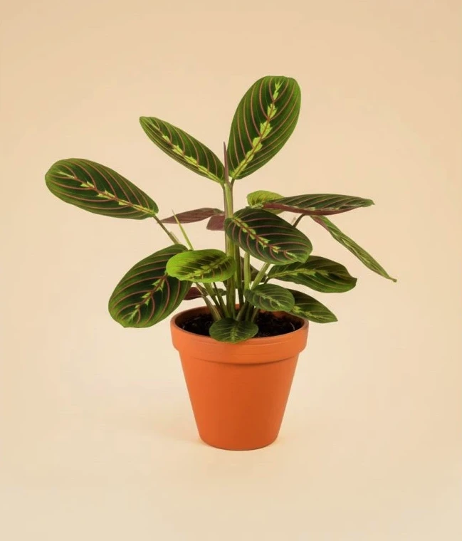 Maranta plant in pot