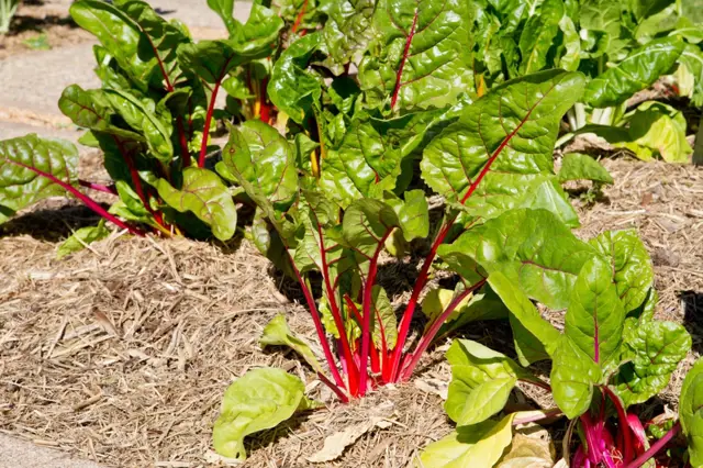 Swiss chard plants