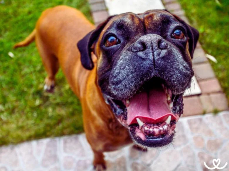Šťastný německý boxer hledící nahoru s otevřenou pusou.
