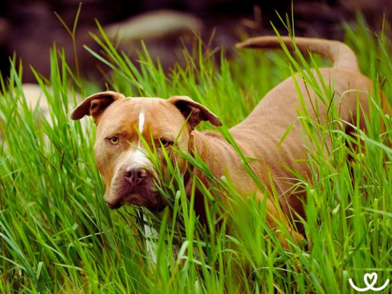 Americký pitbulteriér stojí v trávě a dívá se na diváka.