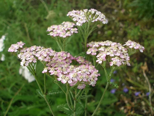 Yarrow flowers in garden