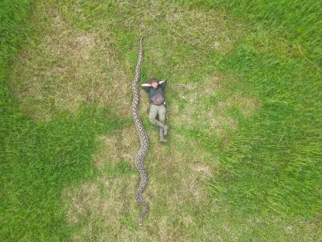 Obraz ukazuje obří hada s člověkem pro měření velikosti.