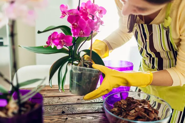 Člověk v rukavicích překládá fialovou orchidej do nového hrnce.