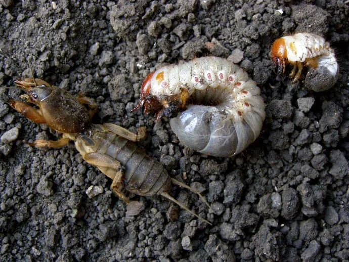 Dospělá krtonožka obecná s larvami na zemi.