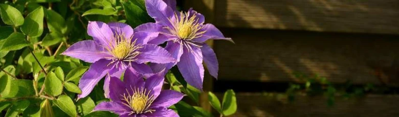 Tři fialové květy clematis rostou v květináči na slunci.