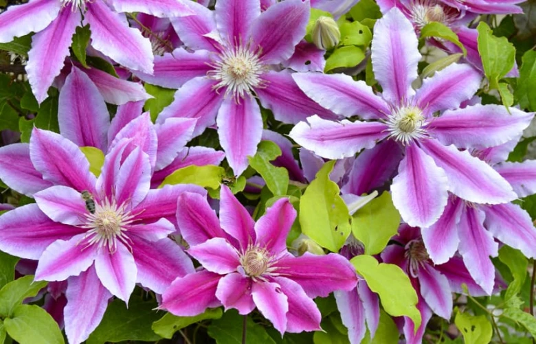 Růžové květy clematis s bílými pruhy mezi zeleným listím.
