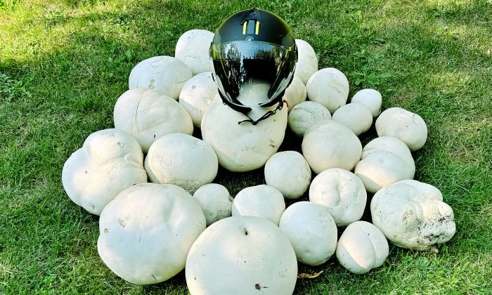 Skupina obřích pýchavek s přehlednou velikostí pomocí helmy.