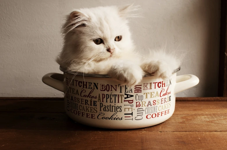 White persian cat in bowl