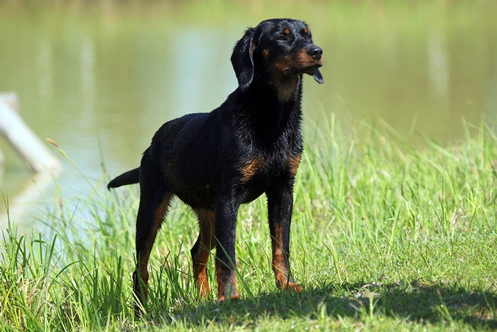 Slovak cuvac dog standing in grass