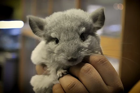 Chinchilla being held