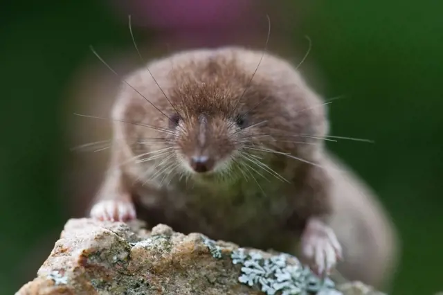 Shrew on rock