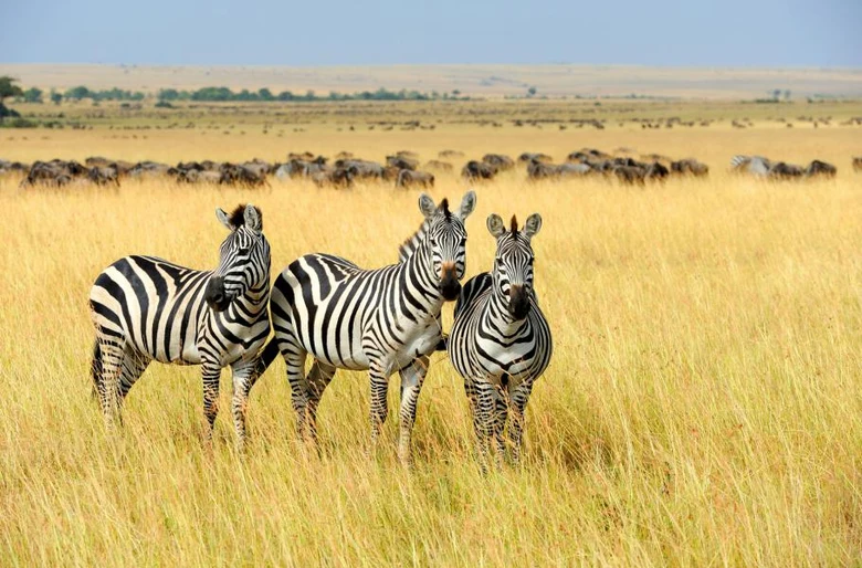 Tři žebra stojí v africké savaně s divokými býky na pozadí.