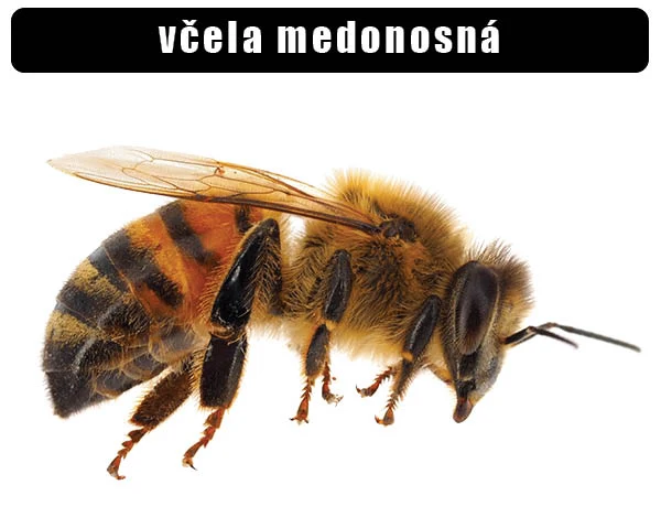 Včela medonosná s viditelnými křídly a tělem na bílém pozadí.
