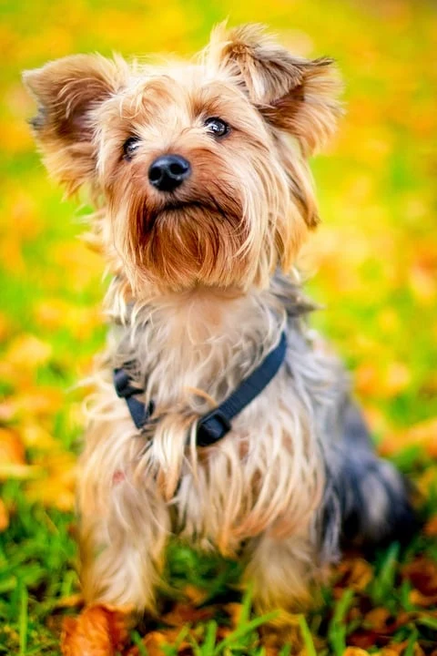 Yorkshire terrier dog