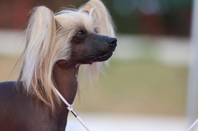 Čínský chocholatý pes s dlouhými blond vlasy na krku.