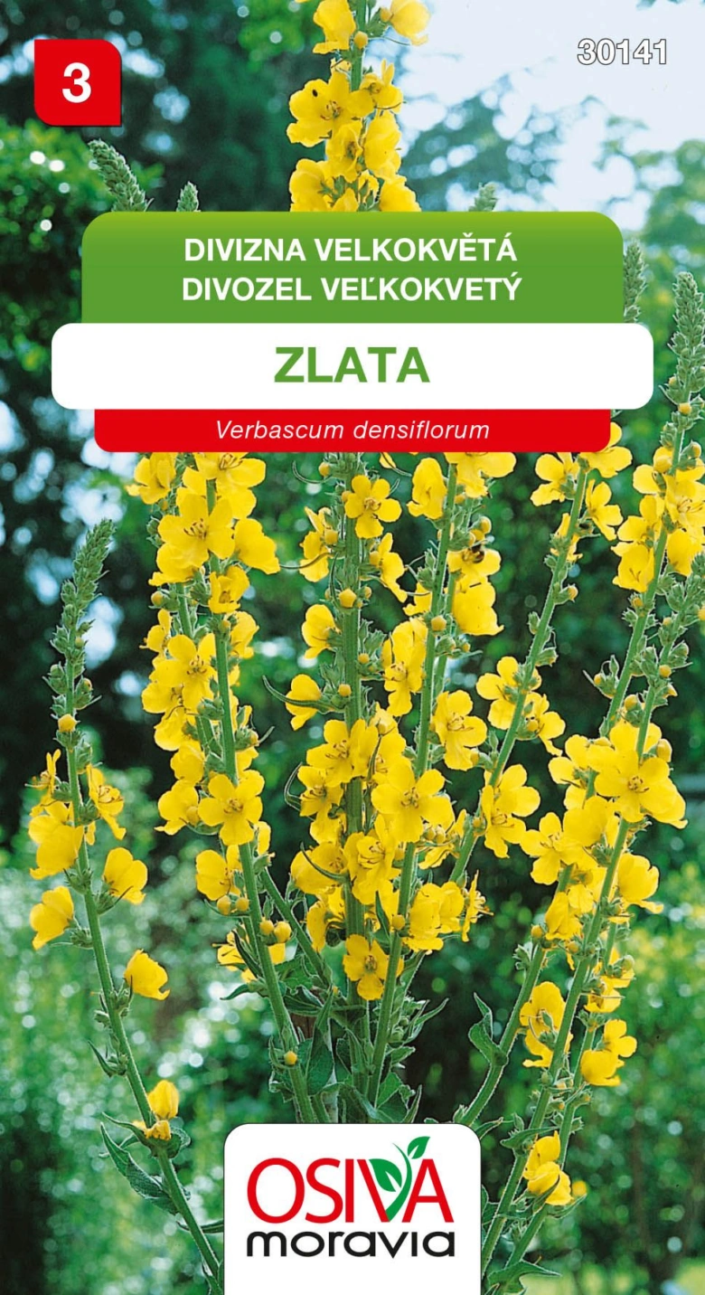 Žlutá divizna Verbascum densiflorum v květu na pozadí zelených listů.
