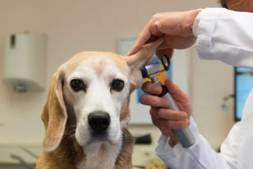 Veterinář zkoumá ucho psa pomocí otoskopu v ordinaci.