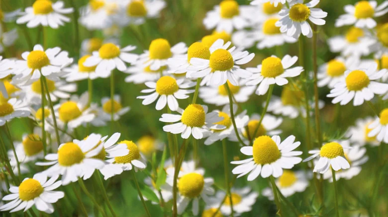 Chamomile flowers in garden