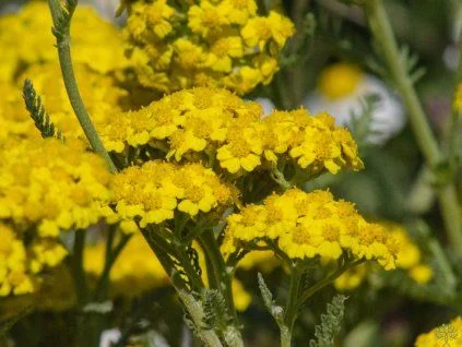 Yarrow flowers