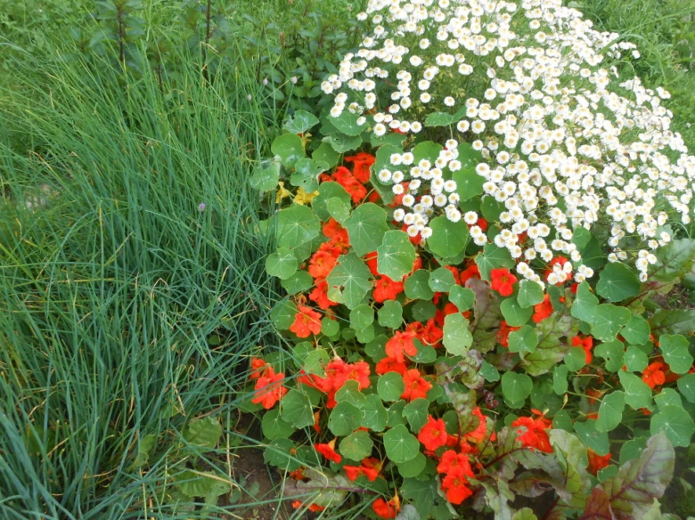 Garden herbs and flowers