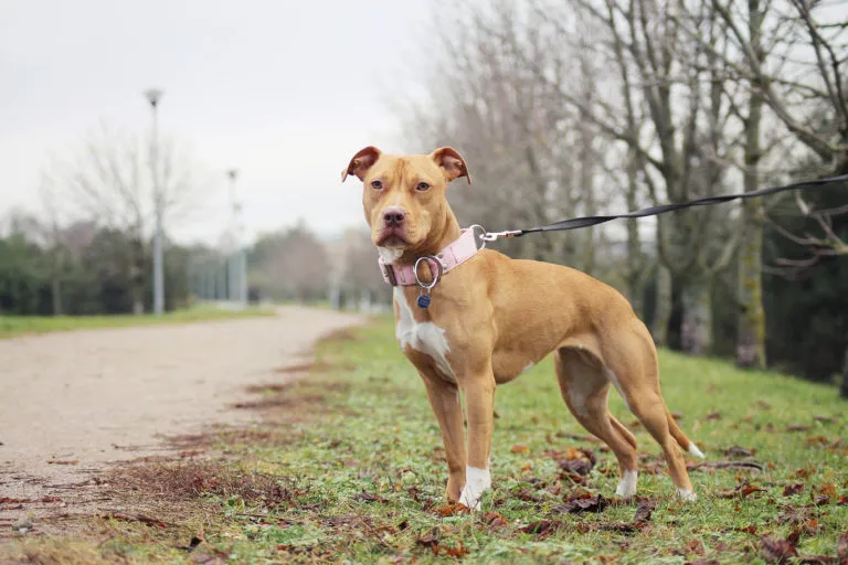 Americký pitbulteriér na vodítku stojí v parc.