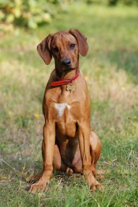 Hnědý rhodéský ridgeback sedí na trávě s červeným obojkem.