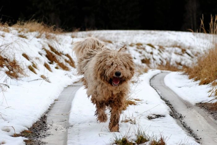 Komondor běží po sněhu na venkovské cestě.