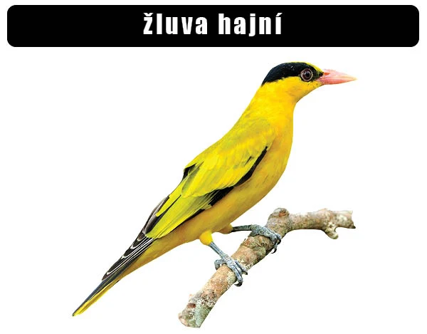 Žluva hajní sedící na větvi s žlutým peřím.