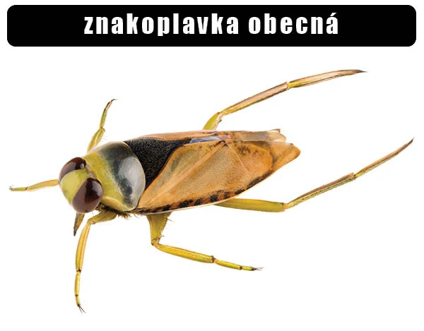 Fotografie vodního plavce znakoplavky obecné na bílém pozadí.