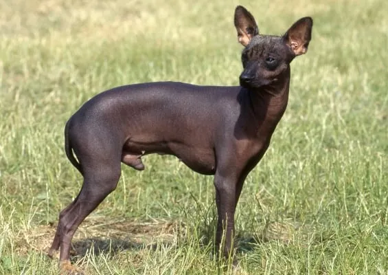 Peruánský naháč stojí na trávníku s hladkou kůží.