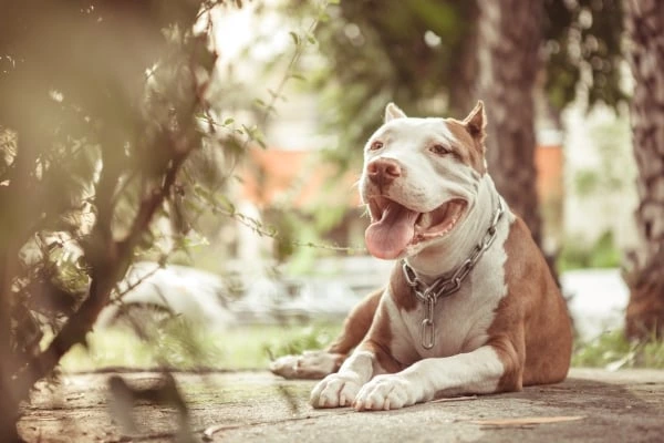 Americký pitbulteriér leží venku na cestě.
