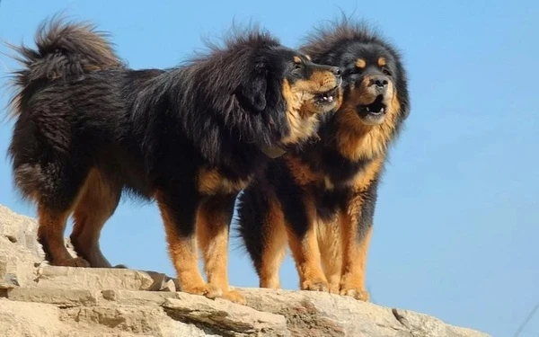 Dva tibetští mastifi stojí na skále pod modrou oblohou.