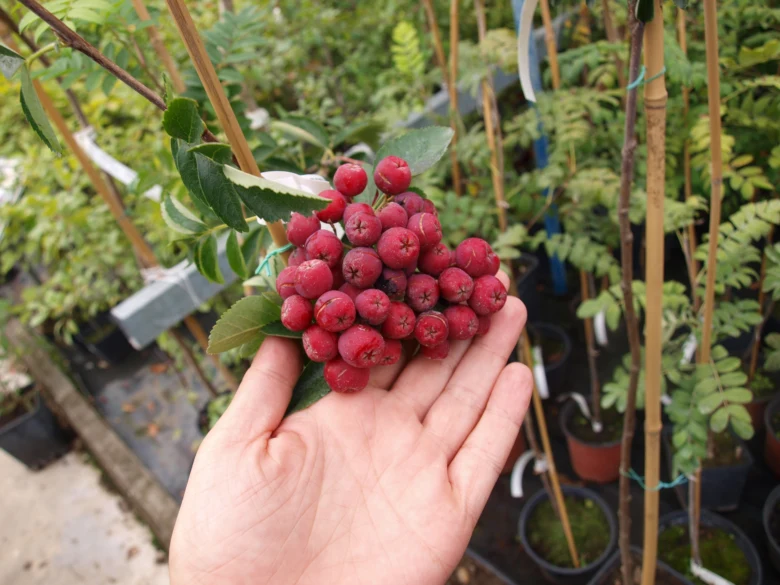 Ruka drží červené plody jeřábu břeku na pozadí zahradní zeleně.