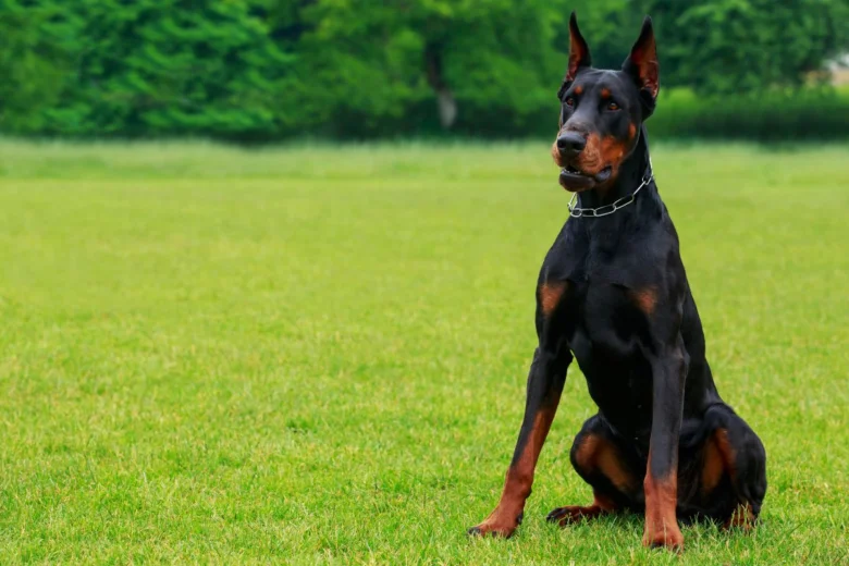Černý doberman sedí na zelené trávě v přírodě.