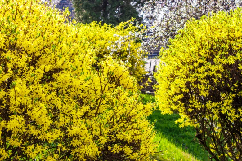 Forsythia bushes in bloom