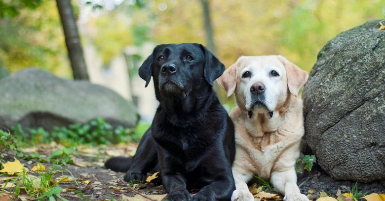 Dva labradorské retrívr sedící vedle sebe v přírodě.