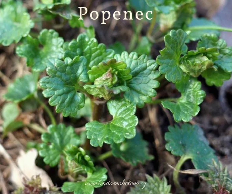 Popenec obecný plant