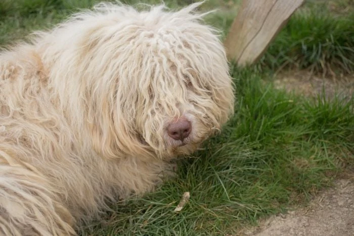 Komondor s dlouhou srstí leží na trávě.