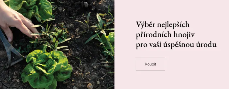 Ruka pečující o mladé zeleninové rostliny v půdě.