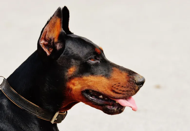 Portrétní fotografie černého dobermana s hnědými znaky.