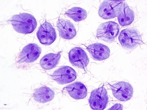 Mikroskopický pohled na cysty a trofozoity parazita Giardia lamblia