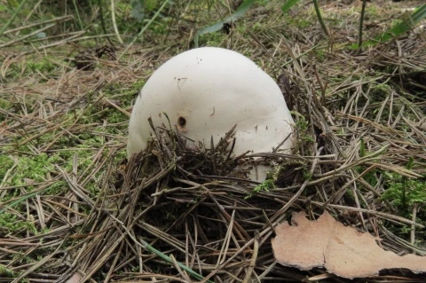 Velká bílá pýchavka obrovská rostoucí mezi jehličím na lesní zemi.
