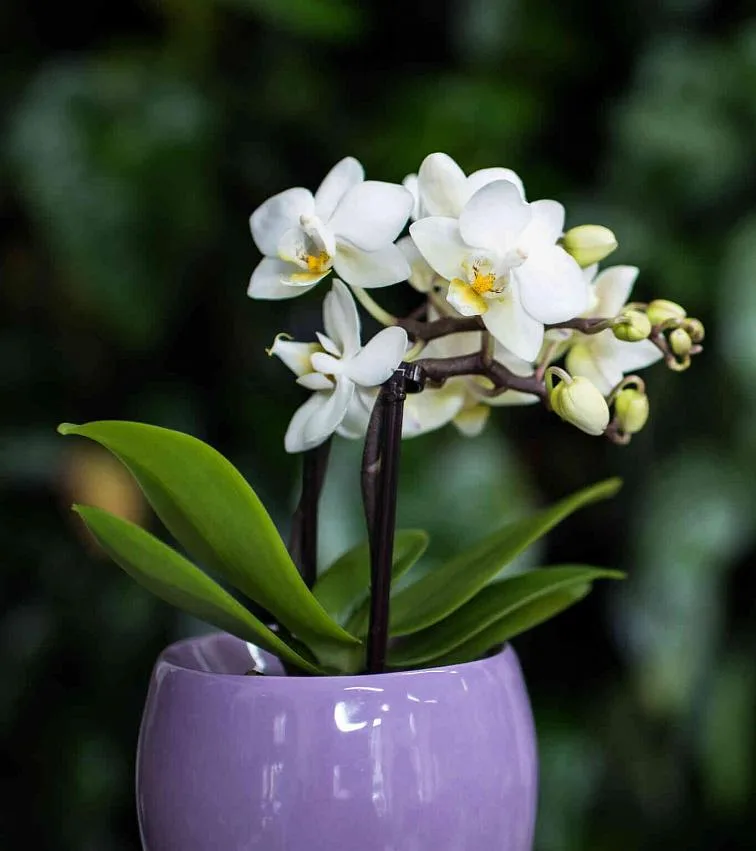 Bílá orchidej v fialovém květináči s listy na tmavém pozadí.